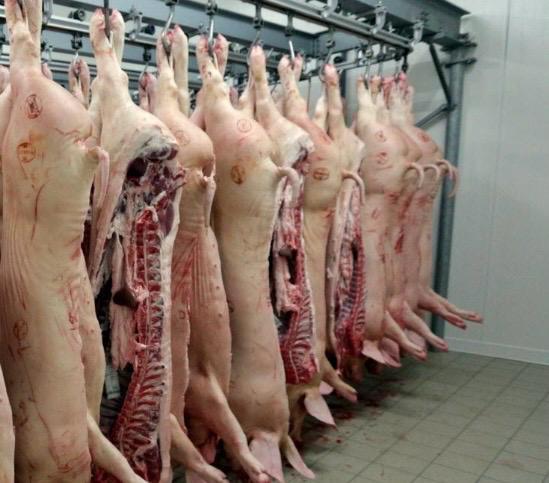 Gros et demi-carcasse