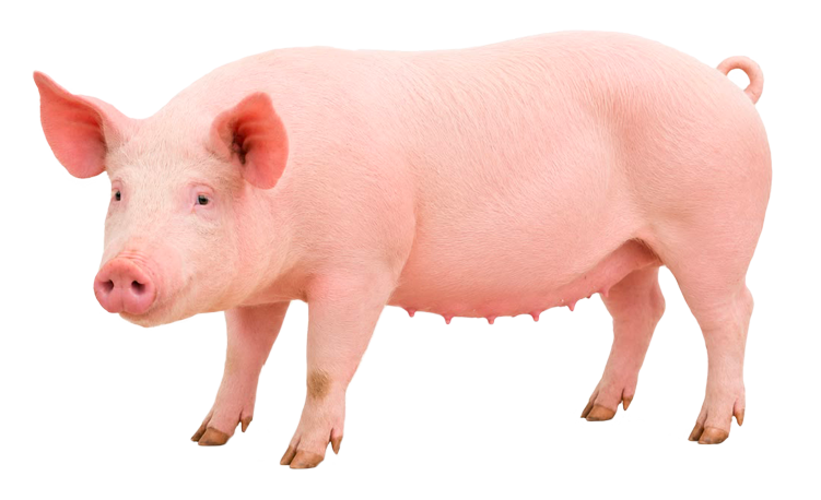 Découpes de Porc Frais